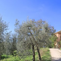 Tuscan Castle for Sale image 15