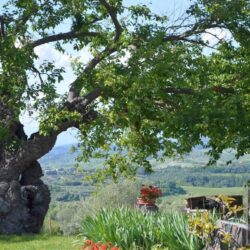 Agriturismo for sale near Florence with apartments and pool, Tuscany (39)-1200
