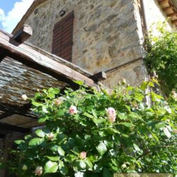 Chianti Farmhouse for sale near Castelnuovo Berardenga Tuscany 2(42)