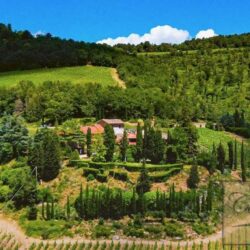 Chianti Winery with Outbuildings and Olives (1)-1200
