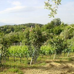 Tuscan Winery Image
