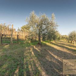 Farmhouse with Vineyard for Sale image24