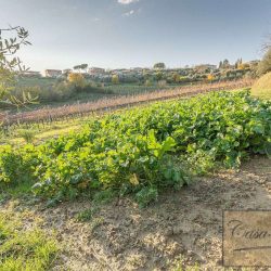 Farmhouse with Vineyard for Sale image36