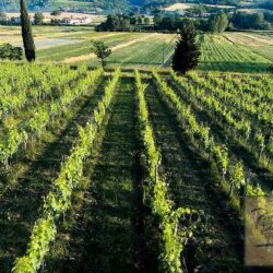 Beautiful Historic Tuscan Farm with Vineyards 48