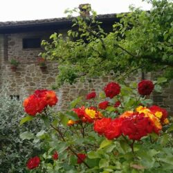 Stone farmhouse for sale near Piegaro Umbria (1)