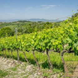 Historic Winery for sale near San Miniato Tuscany (31)-1200