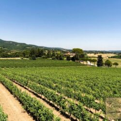 Wine and oil farm for sale near Cetona Tuscany (11)