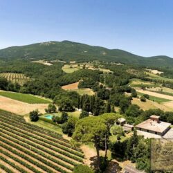 Wine and oil farm for sale near Cetona Tuscany (16)