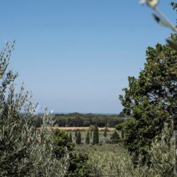 One Storey Property with Pool for sale near Bolgheri Tuscany (59)