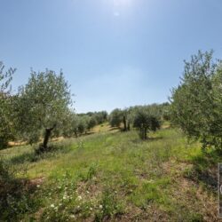 Rustic house for sale with pool near Todi Umbria (40)