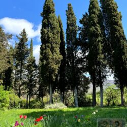 Ancient villa for sale near Cortona Tuscany (13)
